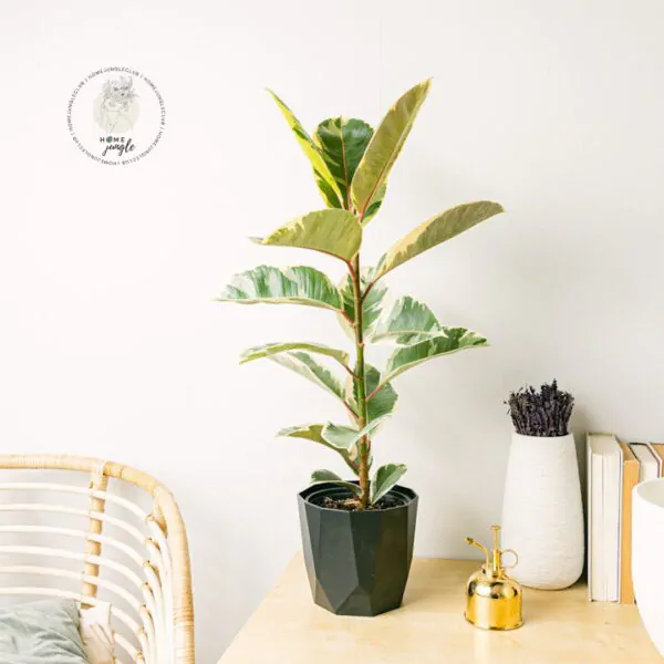 ficus-elastica-tineke-homejungleclub-