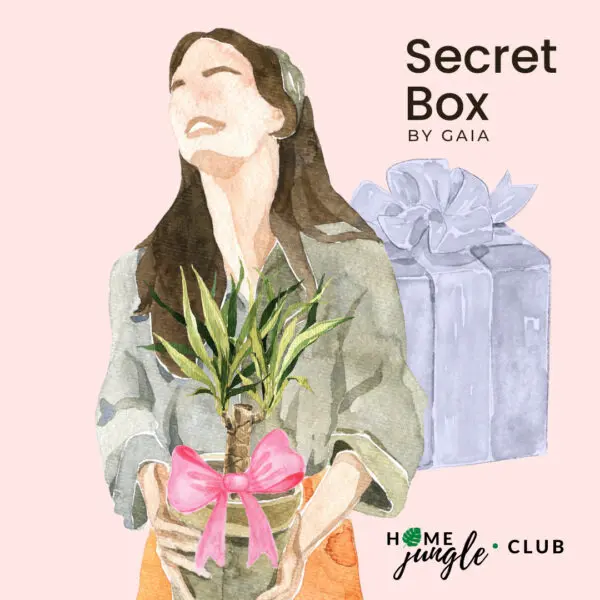 secret-box-by-gaia-paczka-niespodzianka-rosliny-doniczkowe-sklep-online-homejungleclub